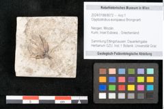 Foto (Objekt + Etikett) von Glyptostrobus europaeus Brongniarti (NHMW-GEO-2024-0188-8072)